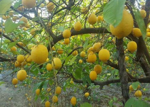 ASAJA MURCIA RECOMIENDA A LOS AGRICULTORES NO VENDER LIMONES A PRECIOS BAJOS