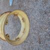 llanta para John Deere serie 40 y 50, neumaticos 16.9 R30 - Image 2
